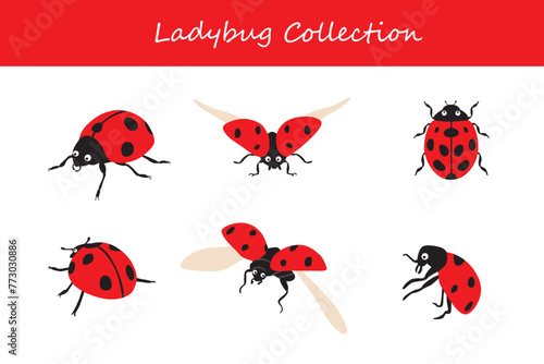 Set of ladybugs. Isolated vector illustration on white background. © Yasier