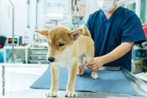 A veterinarian is examining the muscles and bones of a Shiba inu puppy.