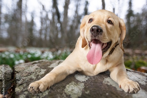 Happy smart dog hiking on mountain background