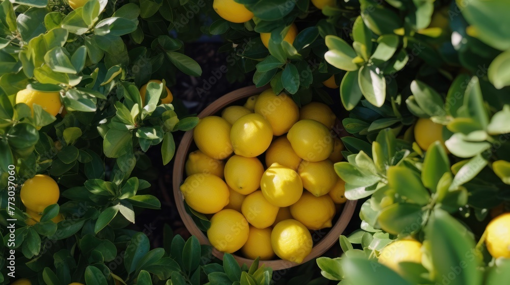 looking down at lemonade fruit on a bush in a pot