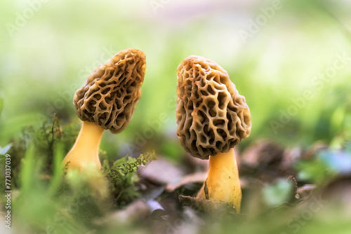 Pair of morel mushrooms, Morchella esculenta, in their natural environment with the green background out of focus creating a beautiful bokeh
