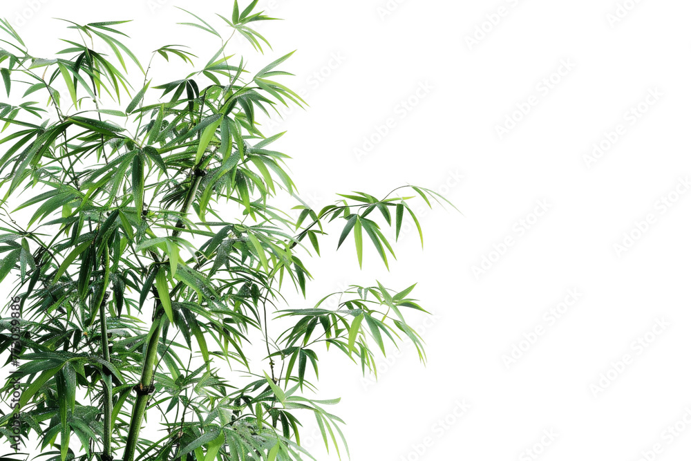 Realistic Bamboo Tree isolated on transparent background