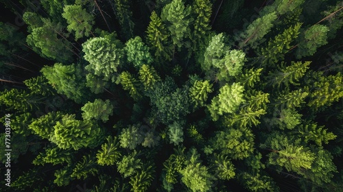 Forest aerial view. Generative AI © Roman