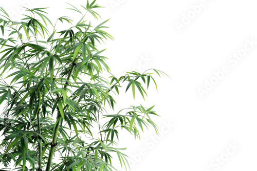 Realistic Bamboo Tree isolated on transparent background