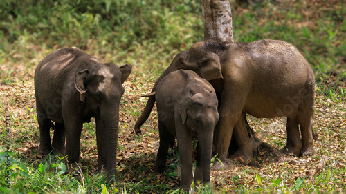 Beautiful Asian elephant images from Periyar Tiger Reserve, Western ghats