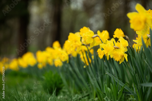 żonkile, narcyze w parku, daffodils 