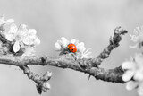 ladybug sitting on the blooming tree branch on the black and white background