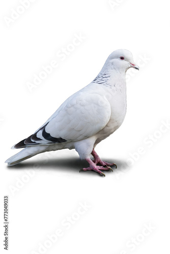 white pigeon on a white transparent background