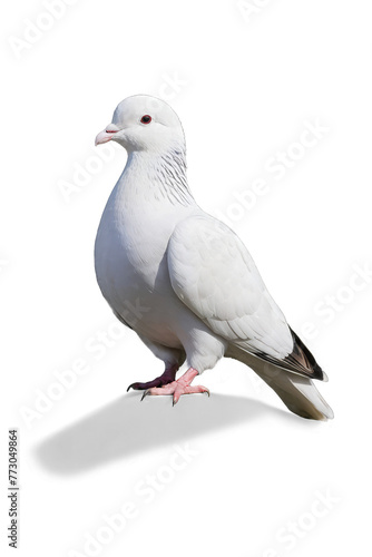 white pigeon on a white transparent background