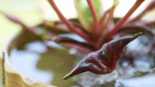 Above and below the tree water chestnut or trapa natans on naturaal background. photo