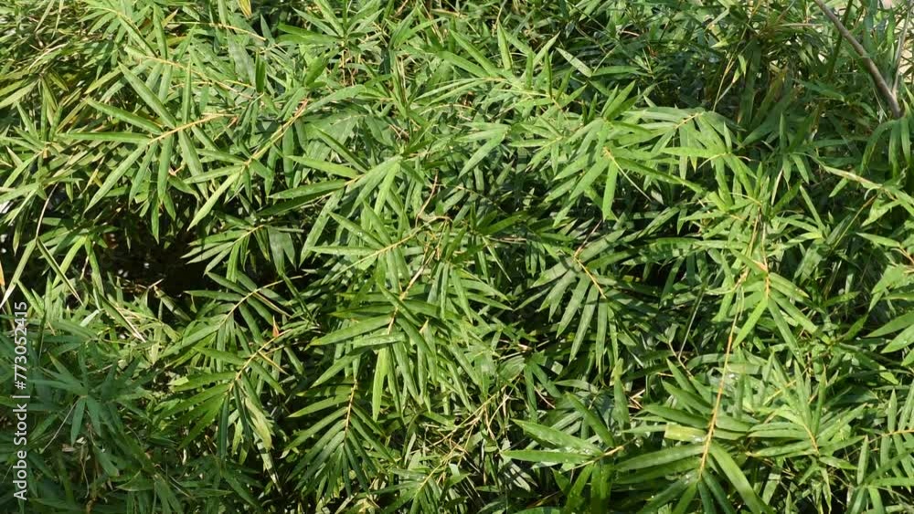 Bamboo green leaves on natural background. Bamboo green leaves on natural background.
