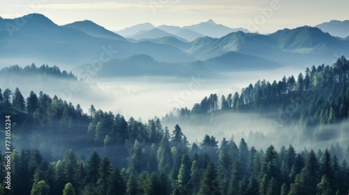 Mountain taiga, a wild place in Siberia. Coniferous forest, morning fog, panoramic view. photo
