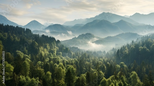 Mountain taiga, a wild place in Siberia. Coniferous forest, morning fog, panoramic view. photo