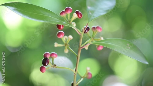Ardisia polycephala branch fruits on natural background. photo