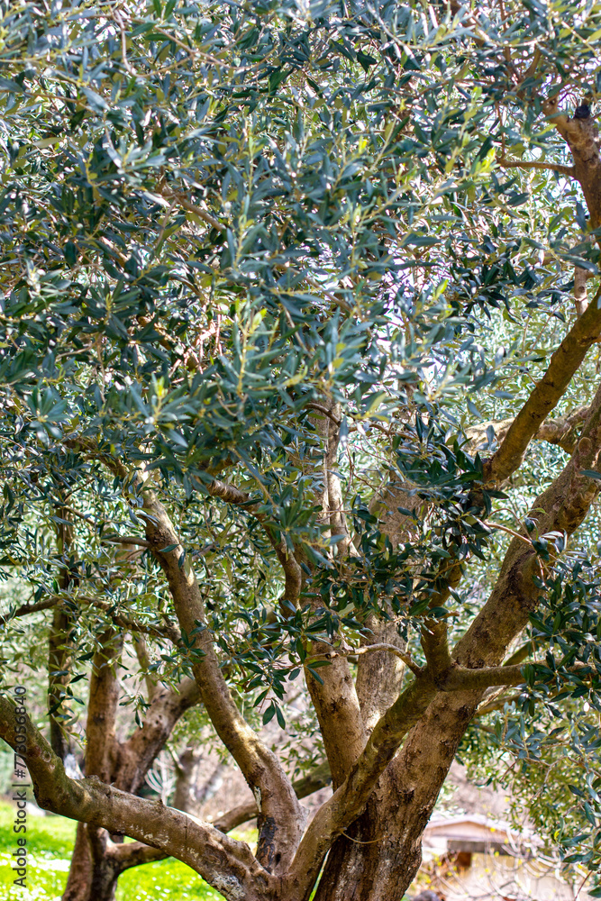 Fototapeta premium Spreading branches of a young olive tree
