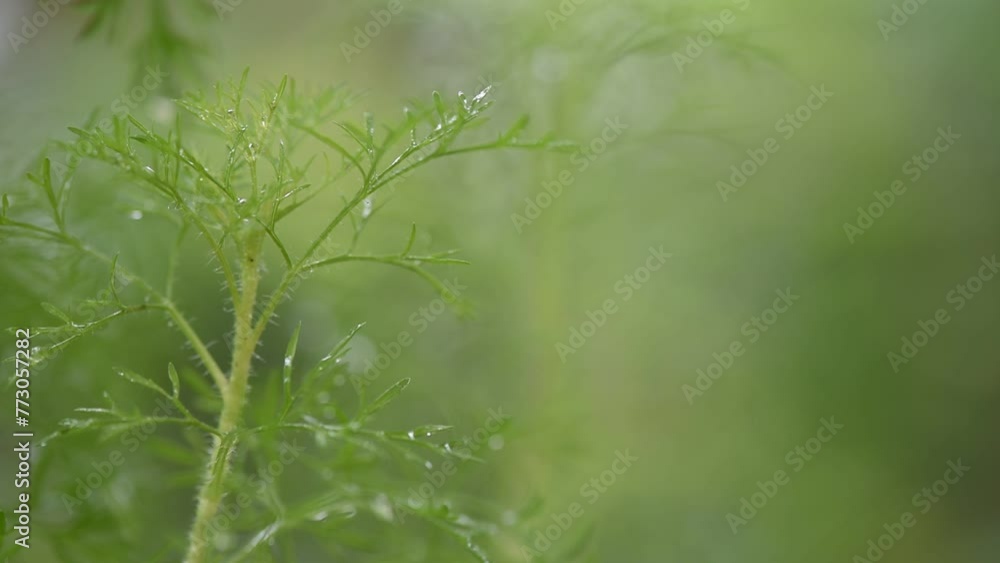Dill or Anethum graveolens tree on natural background. Dill or Anethum graveolens tree on natural background.