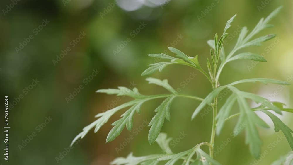 Mugwort or artemisia annua branch green leaves on natural background. Mugwort or artemisia annua branch green leaves on natural background.