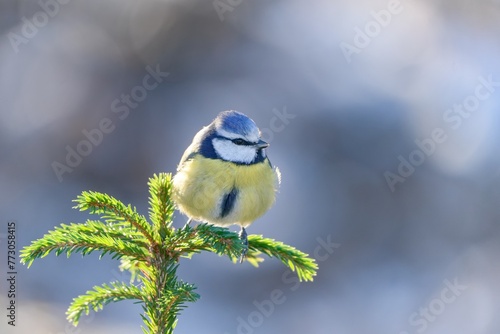 A cute blue tit sits on a spruce twig. Wildlife scene with a titmouse.  Cyanistes caeruleus photo