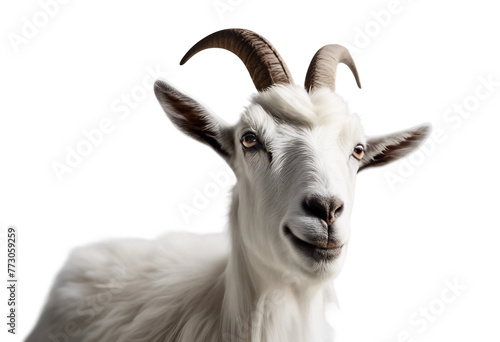 A goat isolated on a white background