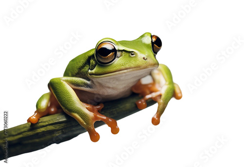 Tree frog isolated on white background