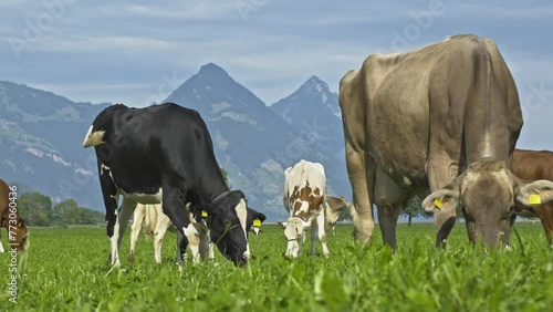 Cows are grazing on a summer day on a meadow in Switzerland. Cows grazing on farmland. Cattle pasture in a green field. Cows in a field on a eco Cattle farm. Organic milk from grass field cow. Swiss photo