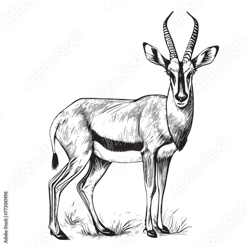 Hand drawn antelope animal vector illustration. Sketch isolated on white background with pencil and label banner