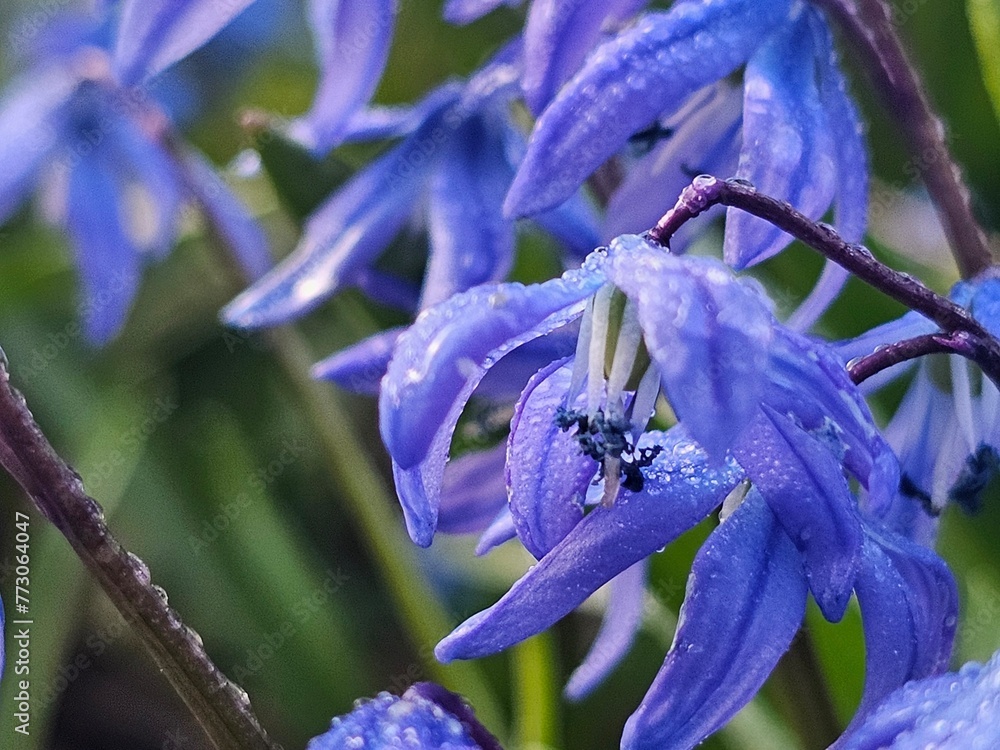 Naklejka premium snowdrops, blue flowers