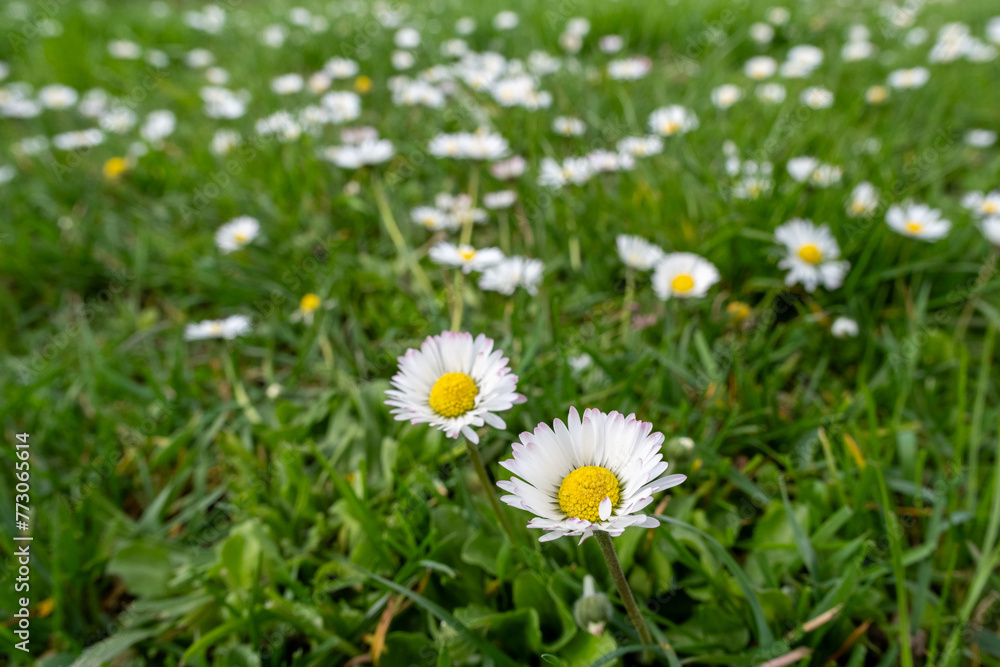 Gänseblümchen auf Wiese Gänseblümchen auf Wiese