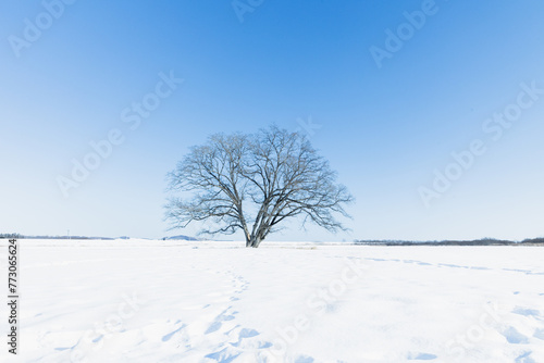 冬のハルニレの木