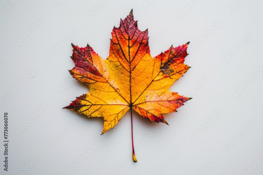 maple leaf on a white maple leaf on a white