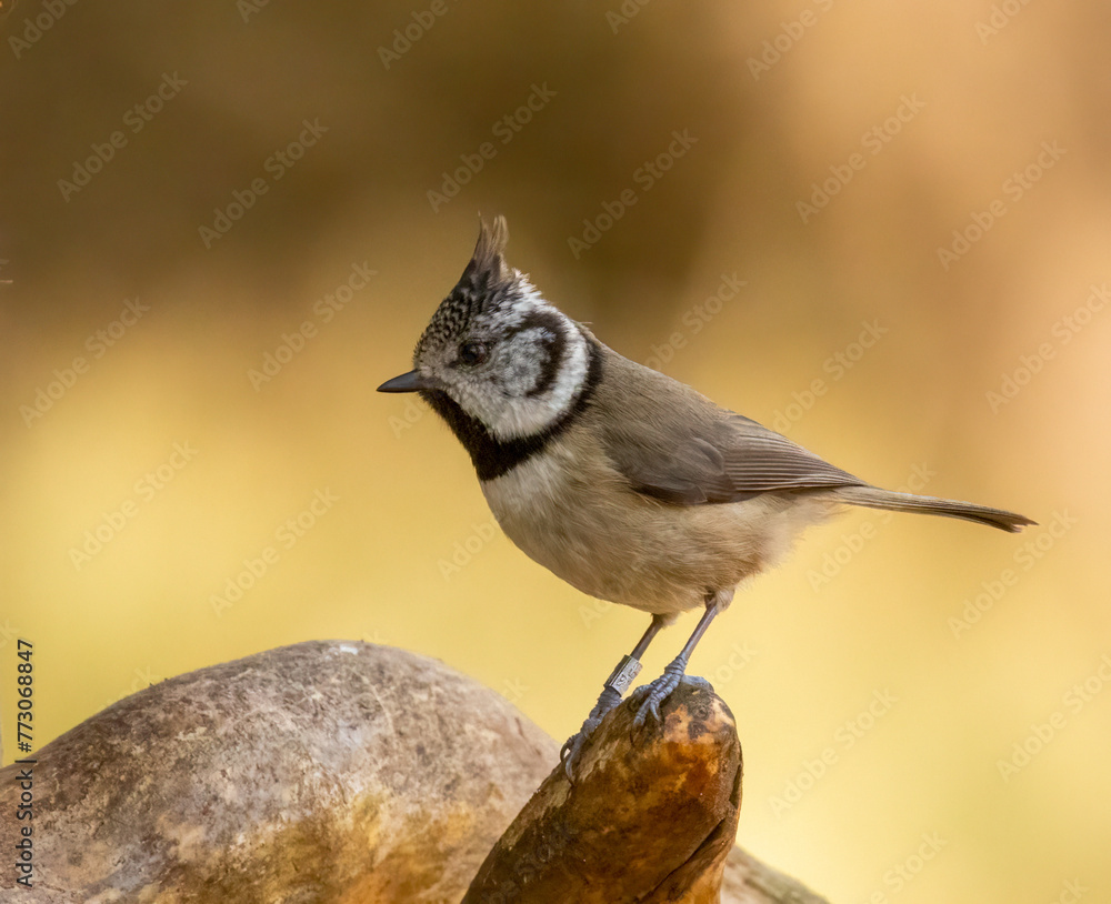 Fototapeta premium Rare Scottish Highlands bird, the crested tit, perched on a branch in the forest