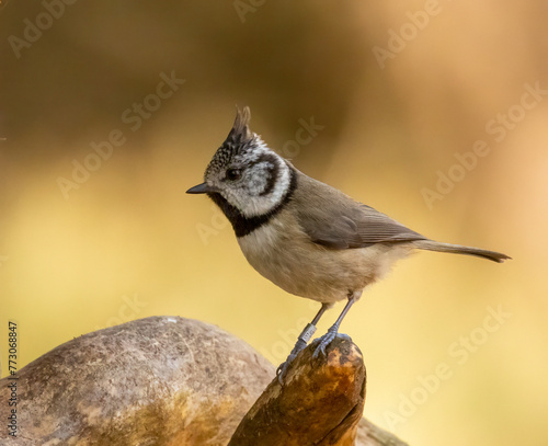 Rare Scottish Highlands bird, the crested tit, perched on a branch in the forest