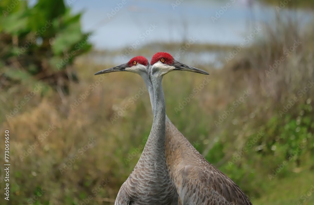 Florida Sandhill Cranes Sweetwater Wetlands Park Cool Visual Effect 