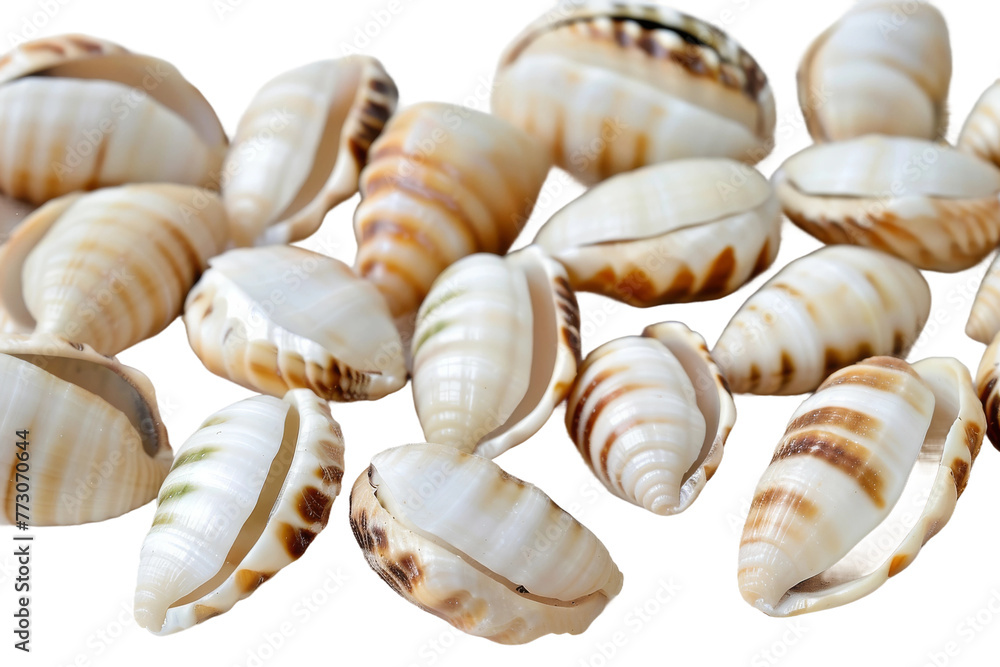 Cowrie Shells isolated on transparent background