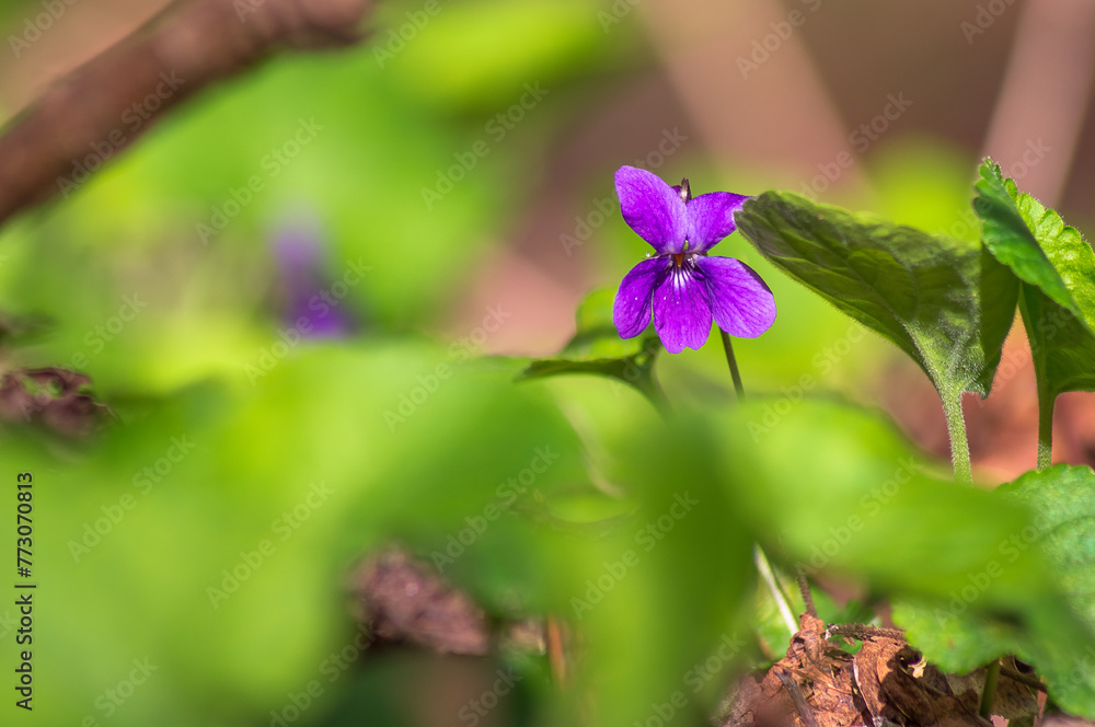 Small purple violet on a green background in the forest Small purple violet on a green background in the forest