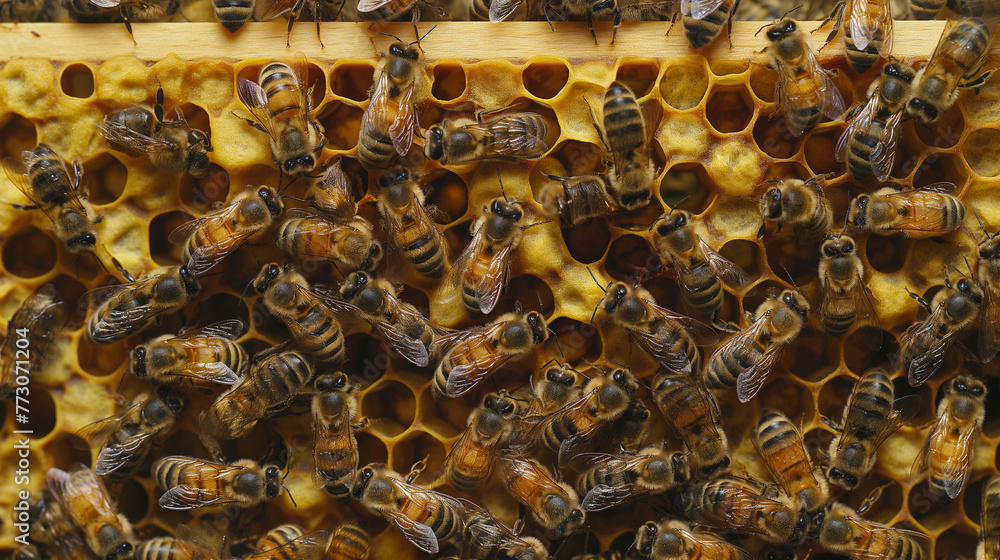 Zbliżenie na grupkę pszczół pracujących na plastrze miodu - obrazy, fototapety, plakaty 