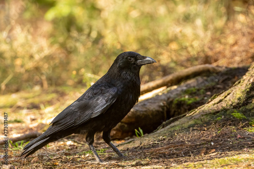 Large carrion crow on the forest floor photo