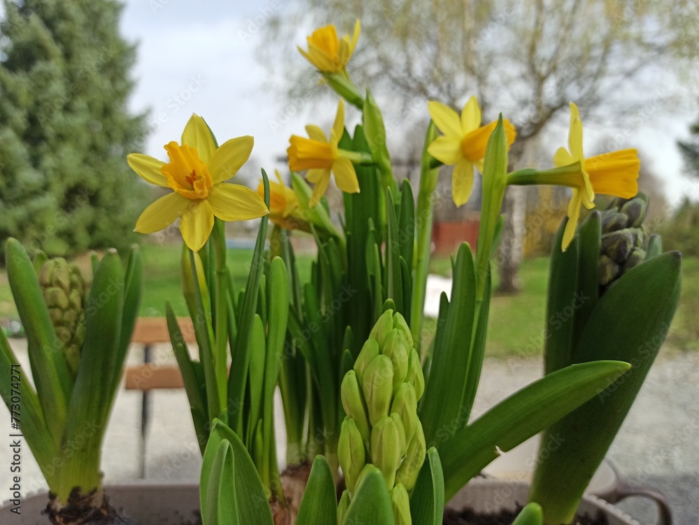 Obraz premium Yellow spring flower real photo Żółte wiosenne kwiaty