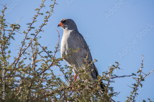 Weißbürzel-Singhabicht (Melierax canorus) sitzt auf einem Baum photo