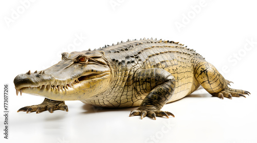 Crocodile side view  isolated on white background