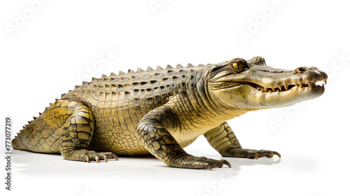 Crocodile side view  isolated on white background