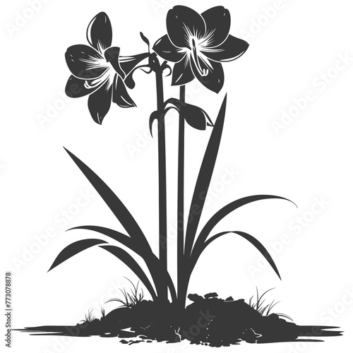 Silhouette amaryllis flower in the ground black color only