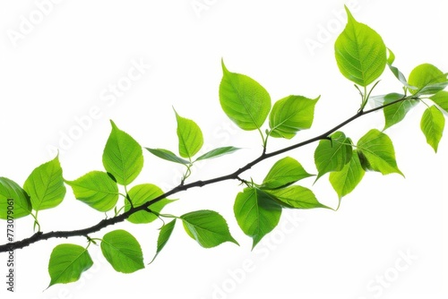 Fresh green leaves on branch isolated on white, nature photography cutout for design elements