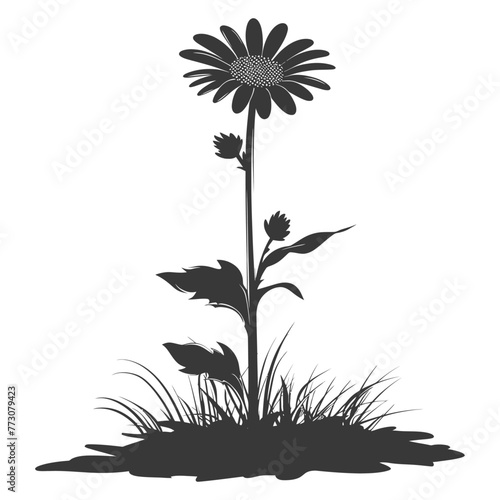 Silhouette aster flower in the ground black color only