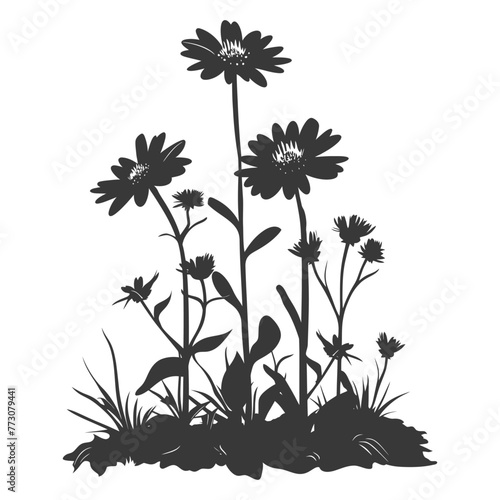 Silhouette aster flower in the ground black color only