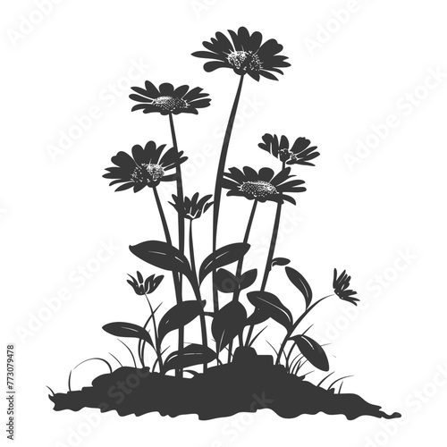 Silhouette aster flower in the ground black color only