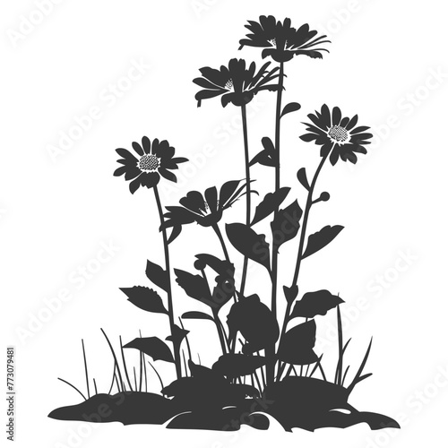 Silhouette aster flower in the ground black color only