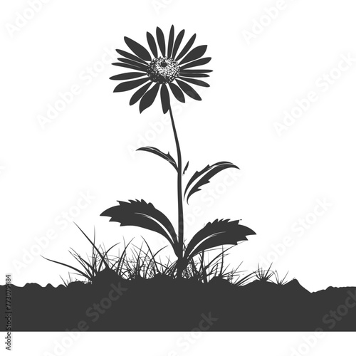 Silhouette aster flower in the ground black color only