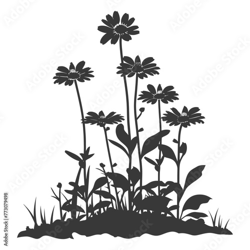 Silhouette aster flower in the ground black color only