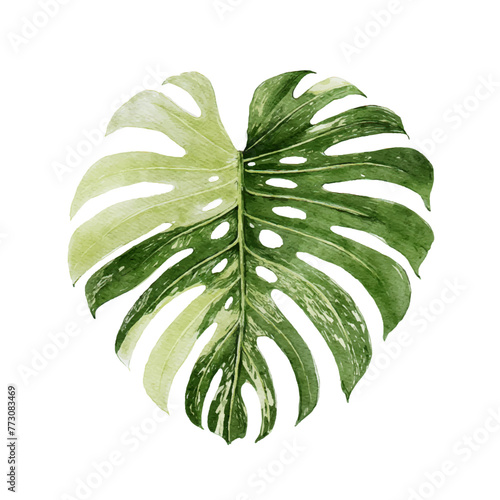 Variegated Monstera leaves, tropical plant on an isolated white background, watercolor hand drawn illustration 